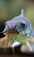 Catfish Wallpaper Affiche