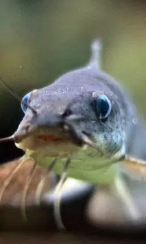 Catfish Wallpaper For Android Apk Download
