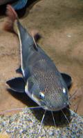 Catfish Wallpaper capture d'écran 2