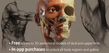 3D-Anatomie für den Künstler