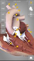 Heart 3D Anatomy Lite постер