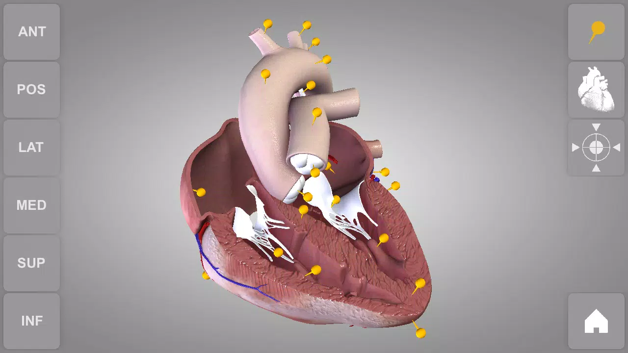 Heart 3D Anatomy Lite APK for Android Download Heart 3D Anatomy Lite APK for Android Download