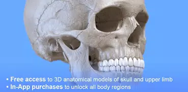Esqueleto | Anatomia 3D