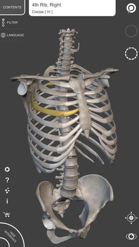 Skeleton | 3D Anatomy for Android - APK Download