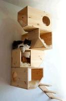 The Latest Cat House Designs تصوير الشاشة 1