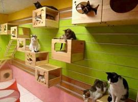 Cat House Designs ภาพหน้าจอ 2