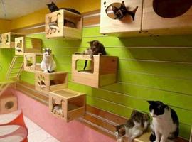 برنامه‌نما Cat House Designs عکس از صفحه
