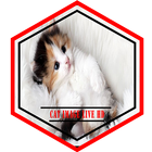 Cat Image Live HD icon