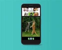 Cat Image Live HD screenshot 3