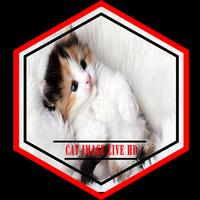 Cat Image Live HD Affiche