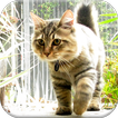 American Bobtail Cat