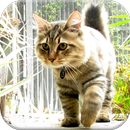 APK American Bobtail Cat