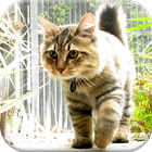 American Bobtail Cat ikon