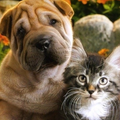 cats and dogs wallpapers