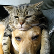 Chiens Et Chats Lwp