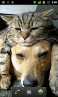 برنامه‌نما cats and dogs wallpapers عکس از صفحه