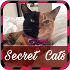 Secret World of Cats icône