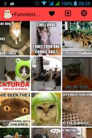 Funniest Cats Ever Affiche