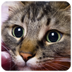 Cats Puzzle APK