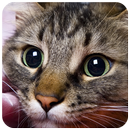 Cats Puzzle APK