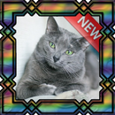 Cat Type Design APK