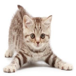 Cat Training Guide - Free