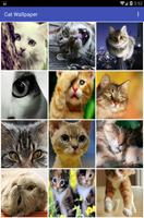 Cat Wallpaper पोस्टर