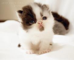 猫壁纸 截图 1
