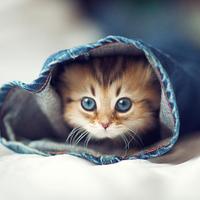 猫壁纸 截图 2