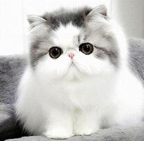 猫壁纸 截图 3