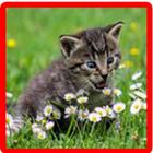 Cat Wallpaper icon