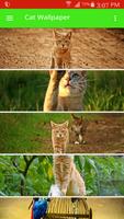 Cat Wallpaper Cartaz