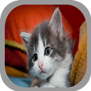Cat Wallpapers & Background HD APK