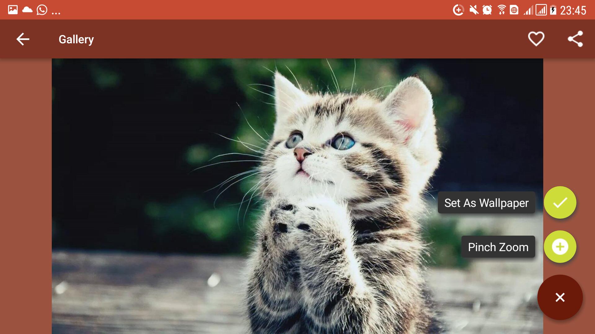 Wallpaper Kucing Lucu HD For Android APK Download