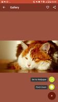 Cat Wallpapers & Background HD ภาพหน้าจอ 2