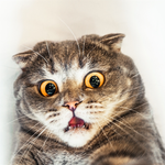Cat wallpaper APK