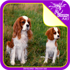 cavalier king charles spaniel wallpaper icono