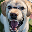 কুকুর কামড়ালে করণীয় চিকিৎসা APK