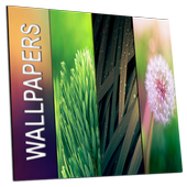 Wallpapers icon