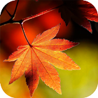 Maple Leaf icône