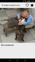 Животные для детей screenshot 2