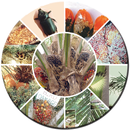 Oil Palm Pests English APK