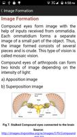 Evolution of Non-Chordata-2 syot layar 3