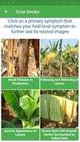 Banana Expert System imagem de tela 3