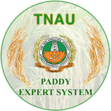Paddy icon