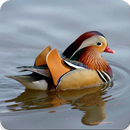 Duck Calls APK