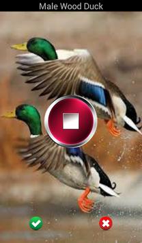 Duck Call Ringtones Free Download Duck Call Ringtones Free Download