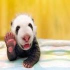 Cutest Baby Animals icon