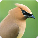 Cedar Waxwing Call : Cedar Waxwing Song APK