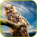 Wallpapers Birds Photos APK